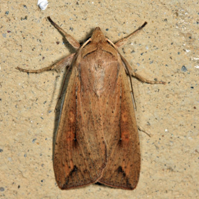 10438 - Armyworm - Mythimna unipuncta