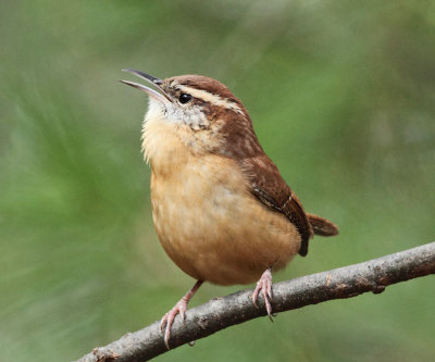 Carolina Wren - Thryothorus ludovicianus