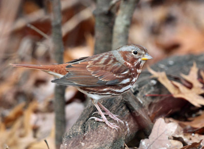 Fox Sparrow - Passerella iliaca