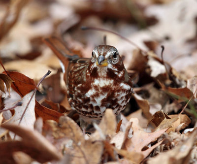 Fox Sparrow - Passerella iliaca