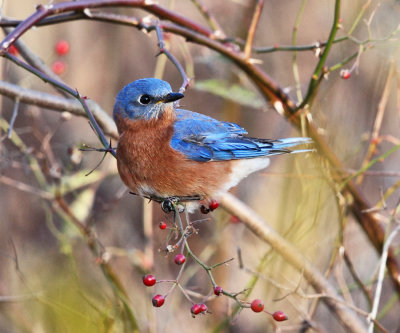 Eastern Bluebird - Sialia sialis