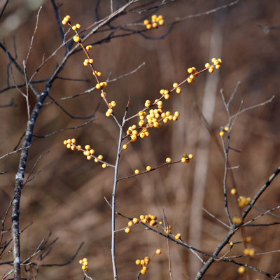 Winterberry Holly - Ilex verticillata 