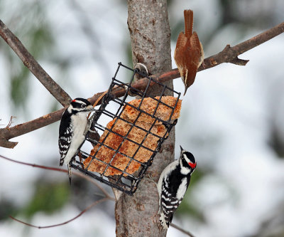 Carolina Wren & 2 Downy Woodpeckers feeding together