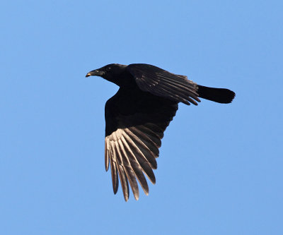 American Crow - Corvus brachyrhynchos
