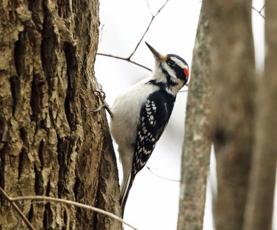 Hairy Woodpecker - Picoides villosus