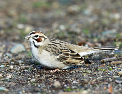 Sparrows - genus Chondestes 