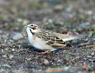 Lark Sparrow - Chondestes grammacus