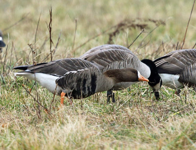 Greater White-fronted Goose - Anser albifrons