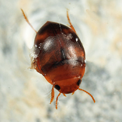 Hydrovatus pustulatus