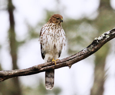 Cooper's Hawk - Accipiter cooperii