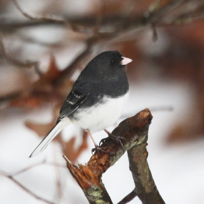 Dark-eyed Junco - Junco hyemalis (Slate-colored variant with white wing bars)