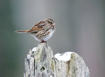 Song Sparrow - Melospiza melodia