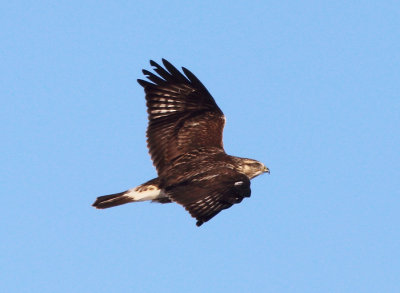 Rough-legged Hawk - Buteo lagopus