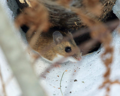 Deer Mouse - Peromyscus maniculatus?