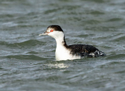 Horned Grebe - Podiceps auritus 