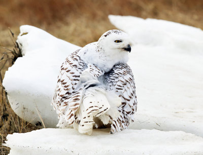 Snowy Owl - Bubo scandiacus