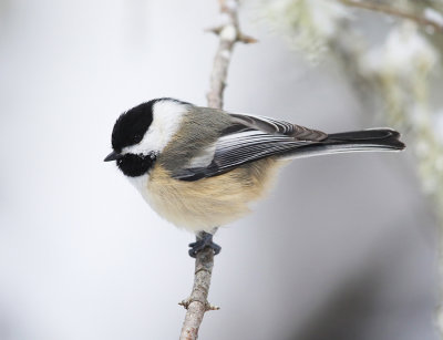 Black-capped Chickadee - Poecile atricapillus