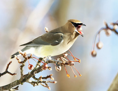 Cedar Waxwing - Bombycilla cedrorum