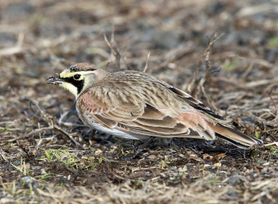 Horned Lark - Eremophila alpestris