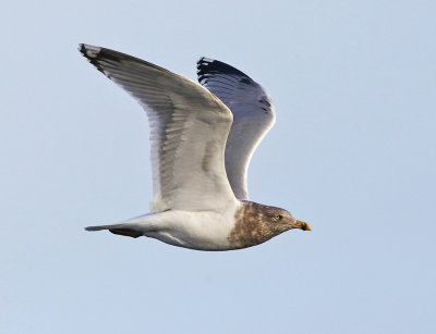 Herring Gull - Larus argentatus (non-breeding adult)