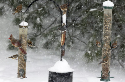 Feeders during the heavy snowfall