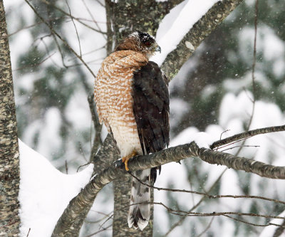 Cooper's Hawk - Accipiter cooperii