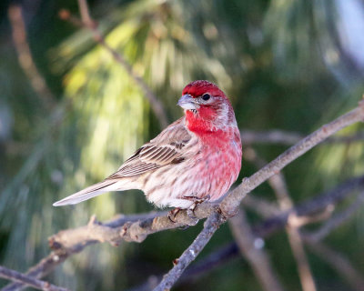 House Finch - Carpodacus mexicanus