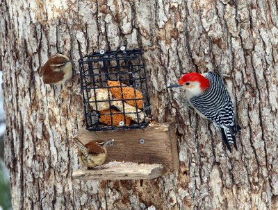Red-bellied sharing suet with 2 Carolina Wrens