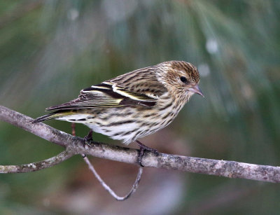 Pine Siskin - Spinus pinus