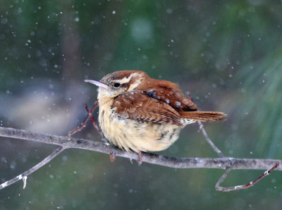 Carolina Wren - Thryothorus ludovicianus