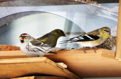 Common Redpoll & American Goldfinch