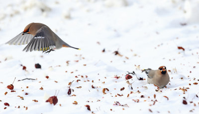 Bohemian Waxwing - Bombycilla garrulus