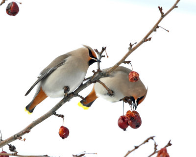 Bohemian Waxwing - Bombycilla garrulus