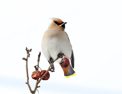 Bohemian Waxwing - Bombycilla garrulus