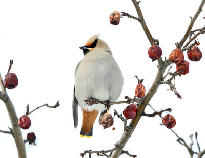 Bohemian Waxwing - Bombycilla garrulus