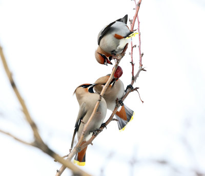 Bohemian Waxwing - Bombycilla garrulus