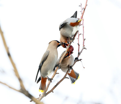 Bohemian Waxwing - Bombycilla garrulus