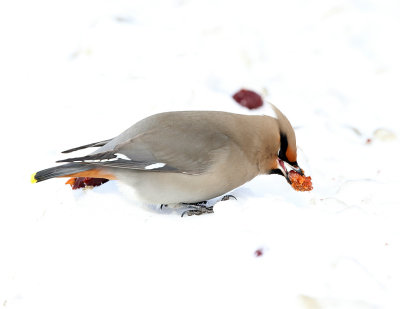 Bohemian Waxwing - Bombycilla garrulus