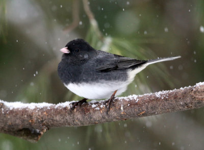 Dark-eyed Junco - Junco hyemalis