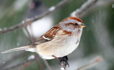 American Tree Sparrow - Spizella arborea