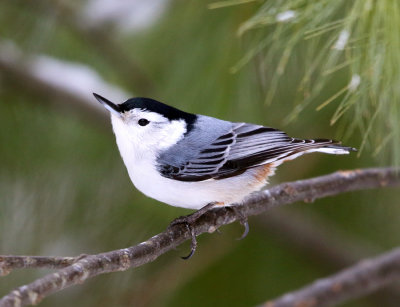White-breasted Nuthatch - Sitta carolinensis