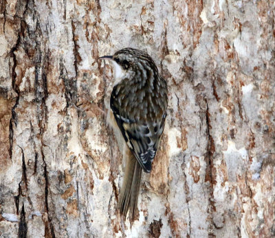 Brown Creeper - Certhia americana