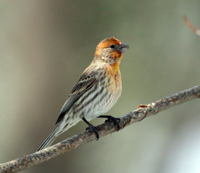 House Finch - Carpodacus mexicanus (orange variant)