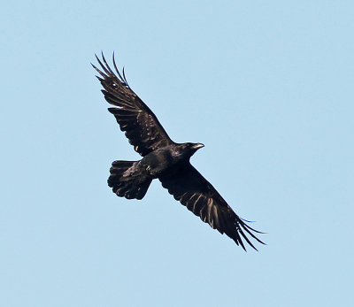 Common Raven - Corvus corax