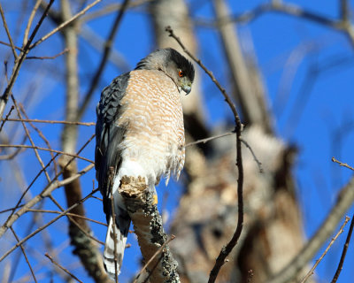 Cooper's Hawk - Accipiter cooperii