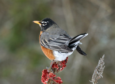 American Robin - Turdus migratorius