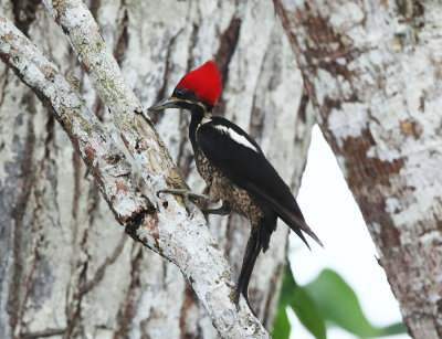 Costa Rica Woodpeckers & Woodcreepers