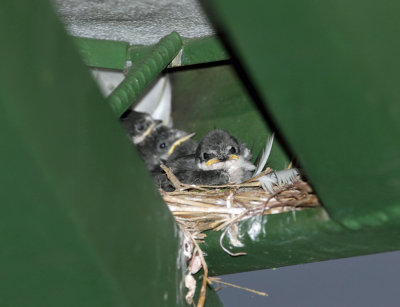 Mangrove Swallows - Tachycineta albilinea (chicks on nest)