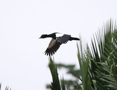 Muscovy Duck - Cairina moschata