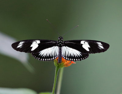 The Doris -  Heliconius doris